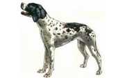 cane da caciia da ferma - il pointer ottimo csne da ferma inglese