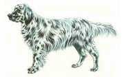 Il setter ingrele cane e' un cane da caccia da ferma inglese