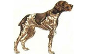 cani da caccia da ferma continentali o europei
