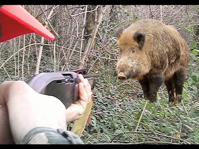 Фотография Женщины С Диким Кабаном Торрент