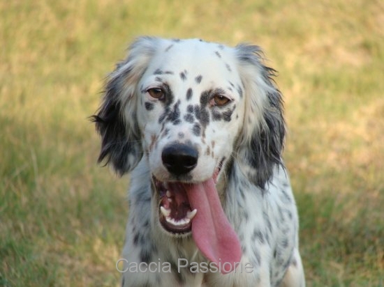 pulizia del cane da caccia