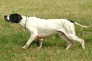 Pointer in ferma Pointer in ferma