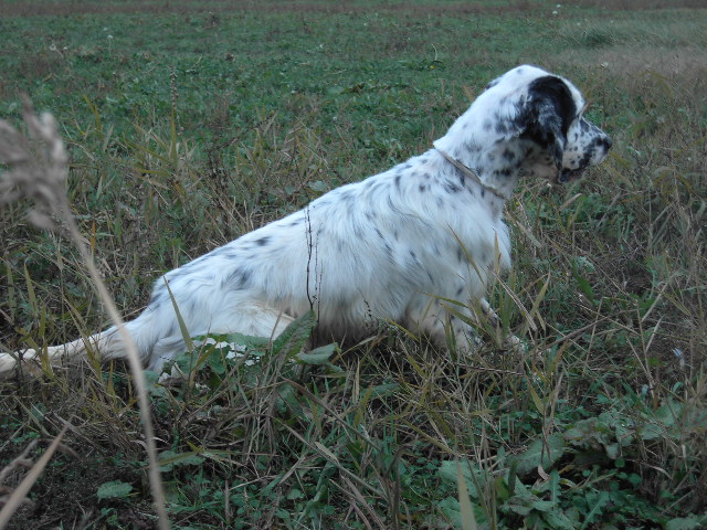 Setter Inglese in ferma Setter Inglese in ferma