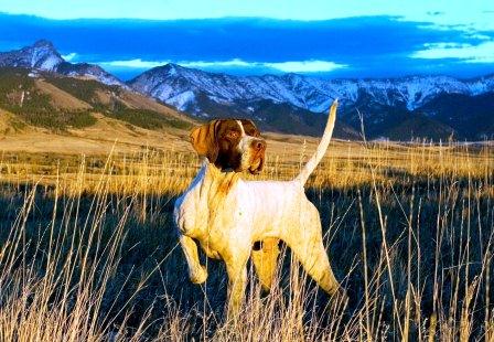 Pointer in ferma Pointer in ferma