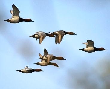 Acquatici - Germani Reali Acquatici - Germani Reali