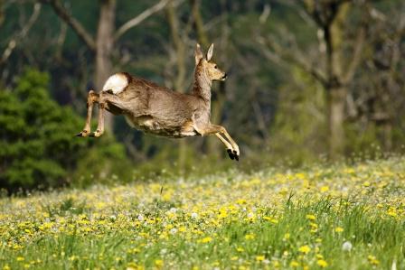 Capriolo - Capreolus Capreolus Capriolo - Capreolus Capreolus