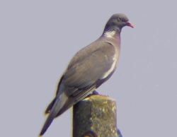 Colombaccio - Columba palumbus Colombaccio - Columba palumbus