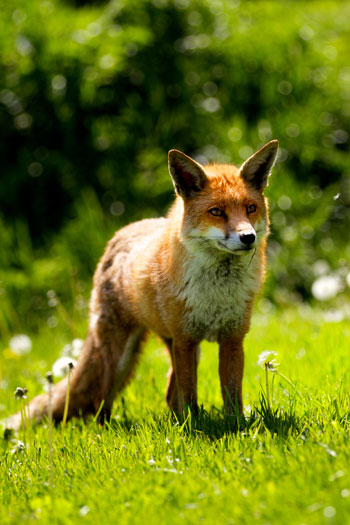 Caccia alla Volpe - Vulpes Vulpes Caccia alla Volpe - Vulpes Vulpes