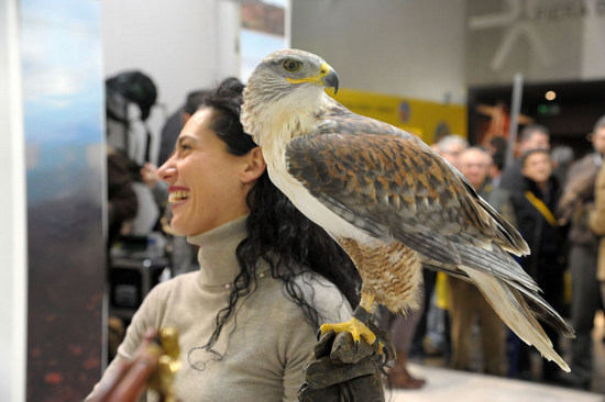 Hunting Show 2014 - Falconeria Hunting Show 2014 - Falconeria