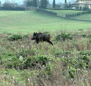 Cinghiali - Sus Scrofa Cinghiali - Sus Scrofa