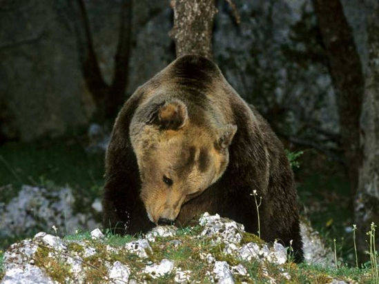 Orso Marsicano - Ursus arctos marsicanus Orso Marsicano - Ursus arctos marsicanus