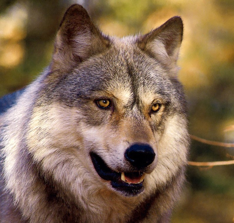 Lupo - Canis Lupus Lupo - Canis Lupus