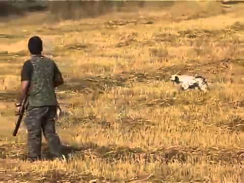 Caccia Alla Coturnice Con Il Cane Da Ferma - Caccia Passione