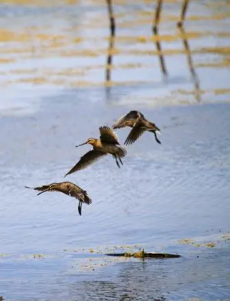 Stivali da caccia Labrador LTR della AKU: protezione e comfort seguono il vostro  passo - Caccia Passione