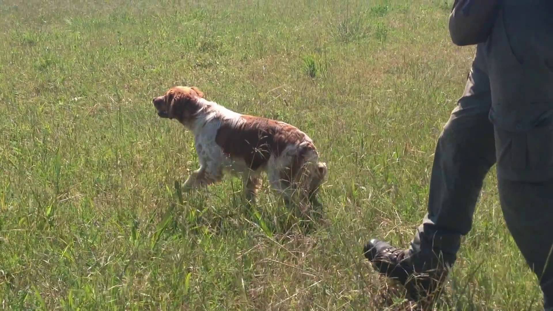 Охота и собаки: Espagneul Breton учится ловить перепелов - страсть к охоте