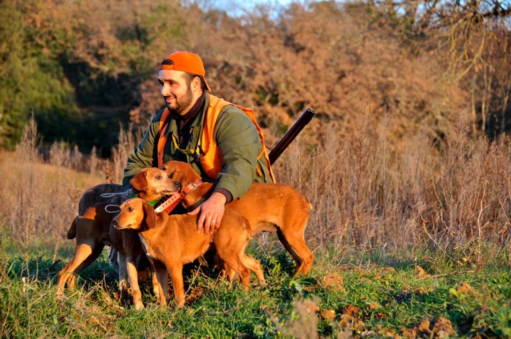 Cani Da Caccia Al Cinghiale.. "In Prima Linea".. - Caccia Passione