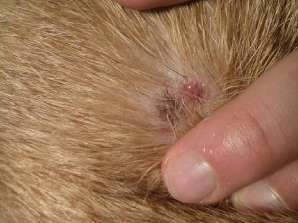 Malattia Di Lyme Borreliosi Nel Cane E Nel Gatto Sintomi Terapia E