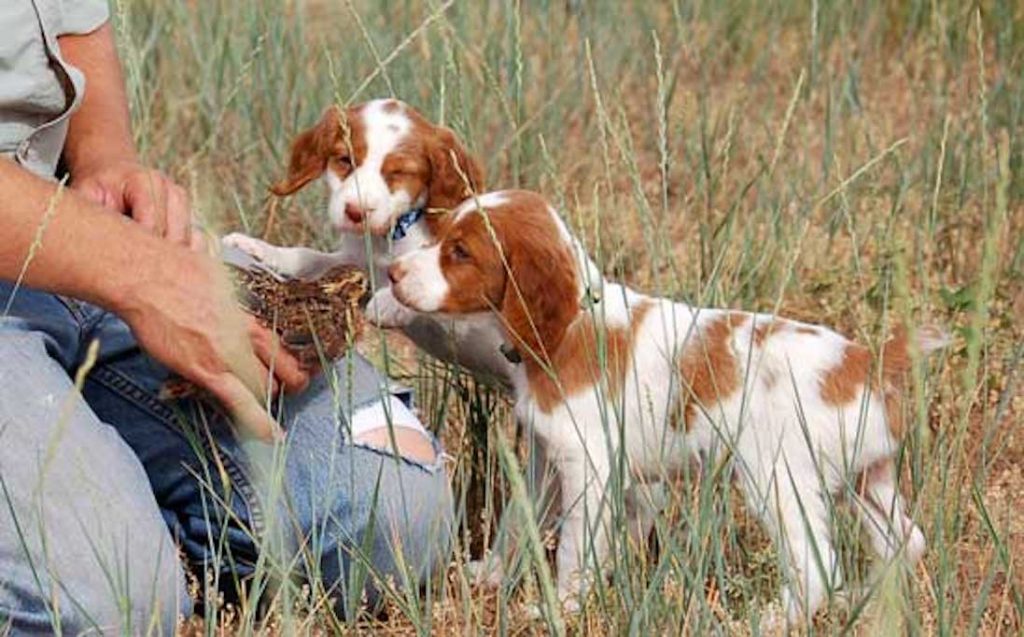 L’addestramento dei cani da cerca per la caccia - Caccia Passione