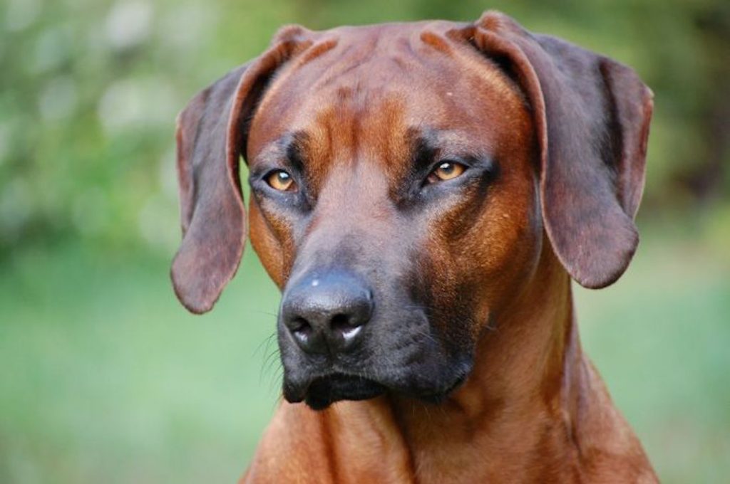 Rhodesian Ridgeback