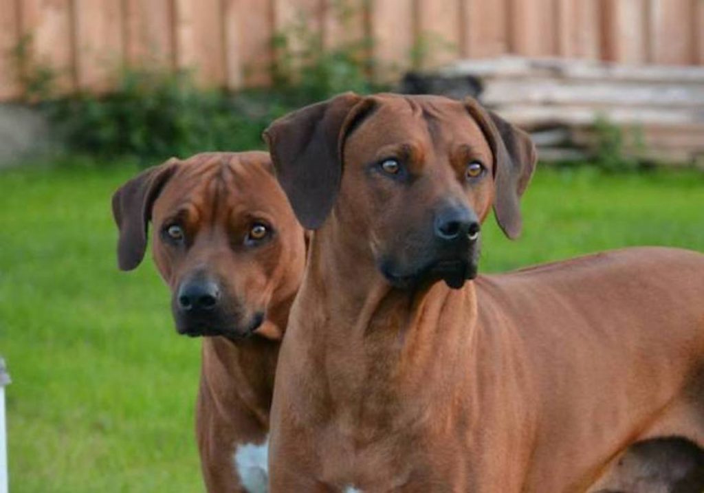 Rhodesian Ridgeback