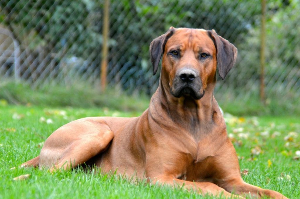 Rhodesian Ridgeback