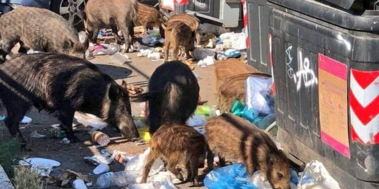 In una foto di Claudia Daconto, responsabile della comunicazione del Partito Democratico di Roma, pubblicata sul suo profilo facebook, cinghiali rovistano tra i cassonetti dell'immondizia nel quartiere Monte Mario di Roma, 18 giugno 2018. +++ ATTENZIONE LA FOTO NON PUO? ESSERE PUBBLICATA O RIPRODOTTA SENZA L?AUTORIZZAZIONE DELLA FONTE DI ORIGINE CUI SI RINVIA +++