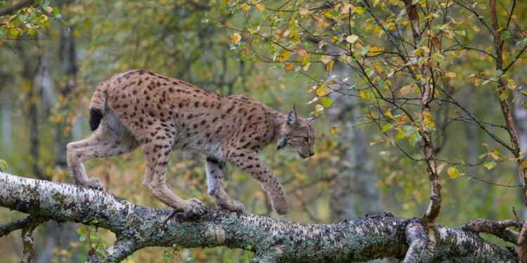 CNYKM1 Eurasian lynx (Lynx lynx), climbing on the branch of a birch