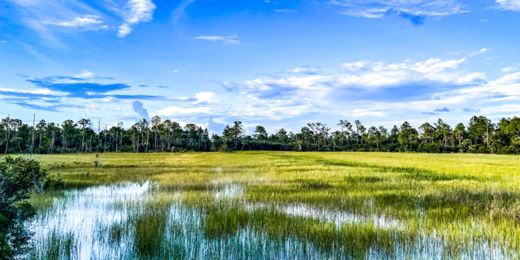 marsh and river grass in the swamps of Louisiana