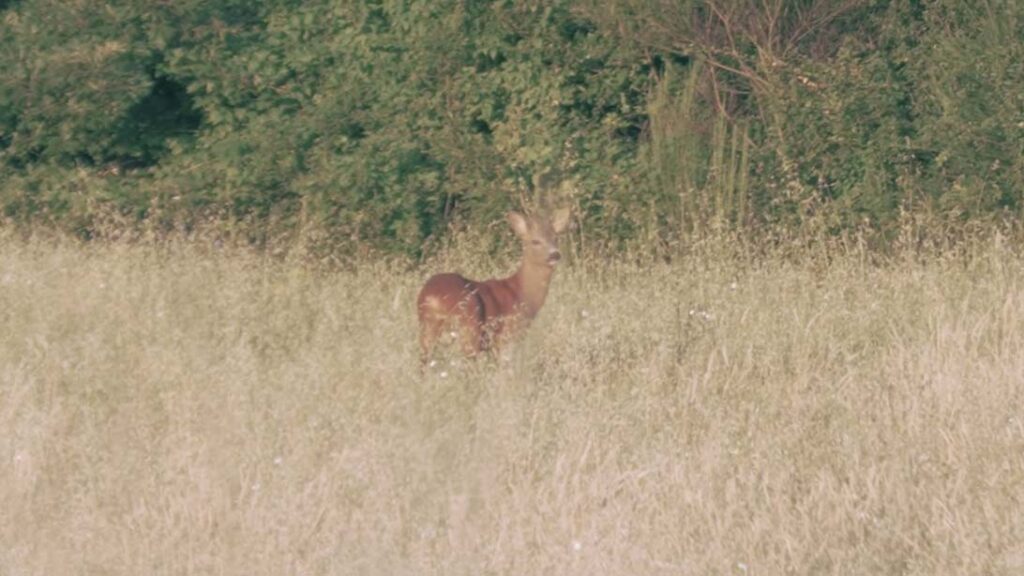 Caccia al capriolo a Orvieto con Bergara Rifles