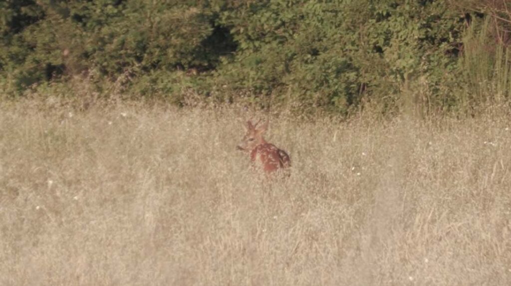 Caccia al capriolo a Orvieto con Bergara Rifles