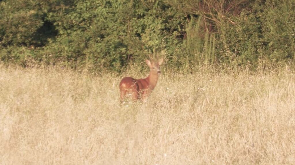 Caccia al capriolo a Orvieto con Bergara Rifles