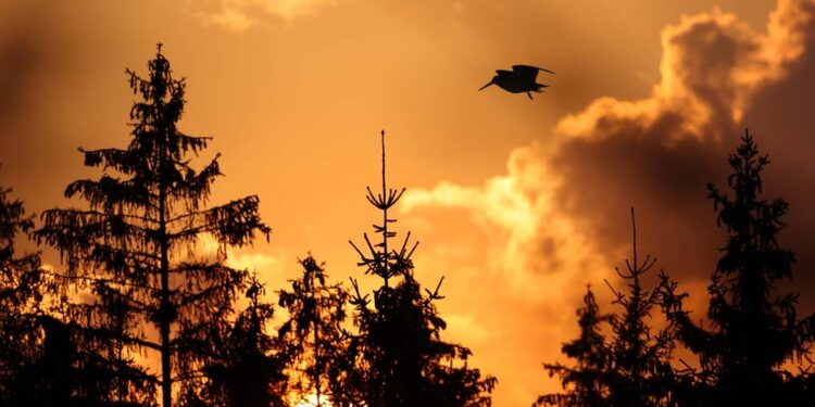 Una beccaccia in volo durante la migrazione al tramonto.